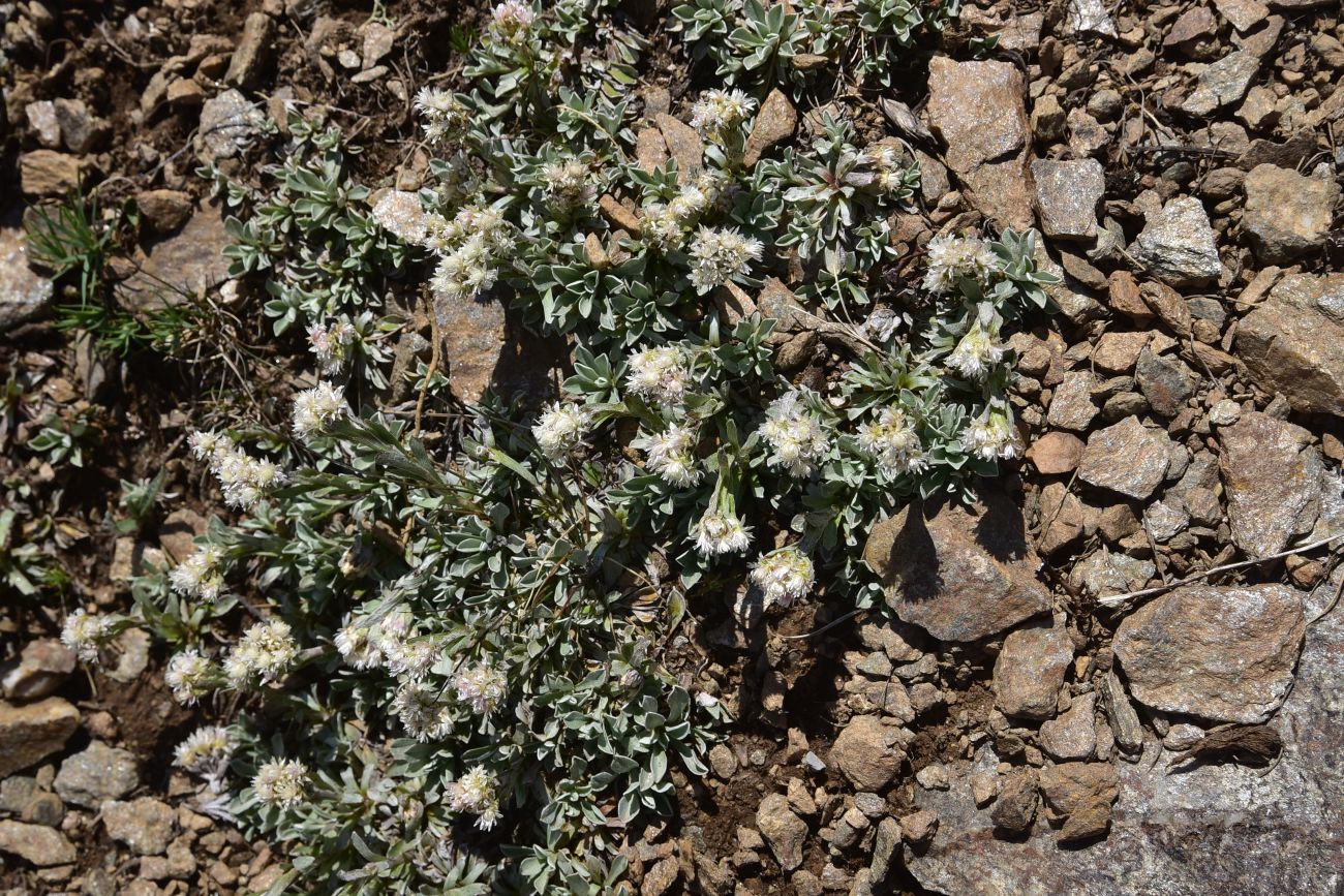 Изображение особи Antennaria caucasica.