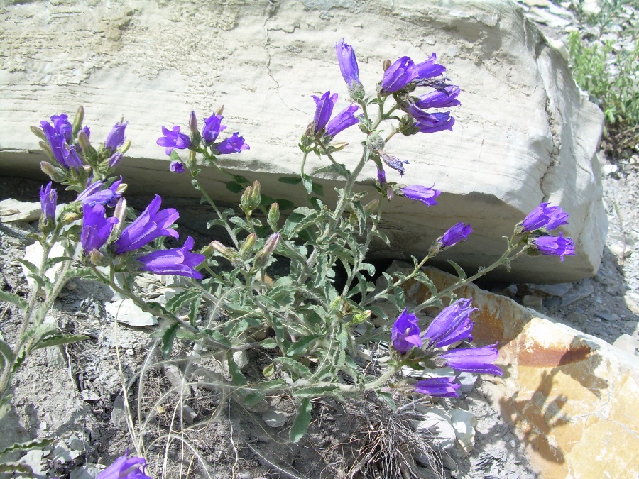 Image of Campanula komarovii specimen.