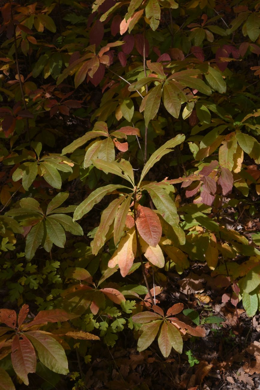 Image of Rhododendron luteum specimen.
