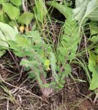 Astragalus dasyanthus