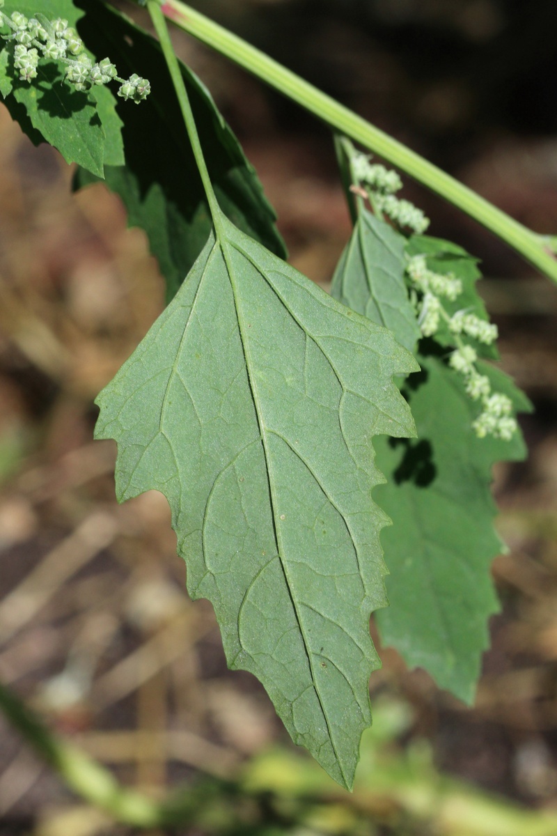 Image of Chenopodium album specimen.