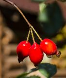 genus Rosa. Верхушка побега с соплодием в росе. Пермский край, Добрянский р-н, Краснослудское сельское поселение, окр. дер. Бобки, дол. р. Осиновки, склон задернованной береговой террасы. 15 сентября 2024 г.