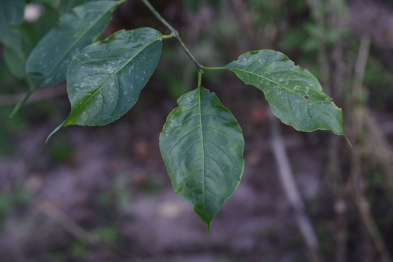 Image of Euonymus europaeus specimen.