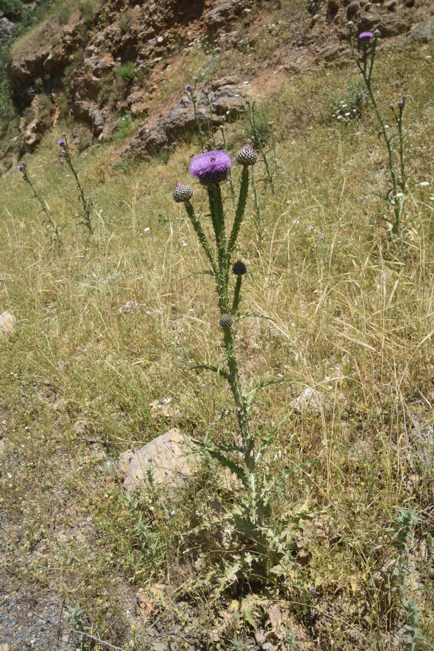 Image of Onopordum carduchorum specimen.