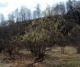 Salix viminalis. Цветущее мужское растение в пойме р. Камлак. Алтай, Шебалинский р-н, с. Камлак. 21.04.2011.