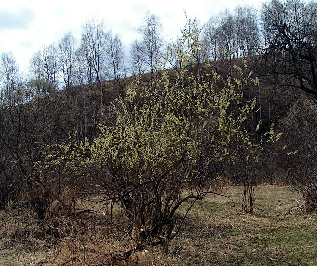 Изображение особи Salix viminalis.