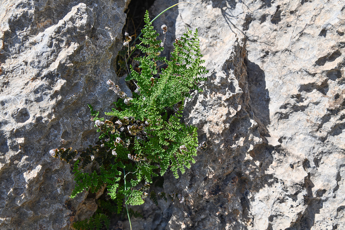 Image of division Polypodiophyta specimen.
