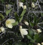 Clematis cirrhosa. Часть побега с цветками и листьями. Республика Кипр, окр. с. Арменохори, невысокий каменистый холм. 14.02.2026.