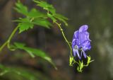 Aconitum sczukinii