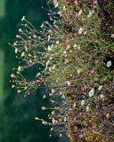 Смотреть изображение Erigeron karvinskianus