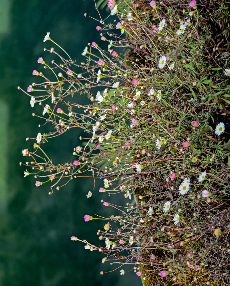 Изображение особи Erigeron karvinskianus.