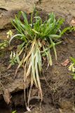 семейство Poaceae. Вегетирующее растение в сообществе с Corydalis. Ставропольский край, Предгорный р-н, Кисловодск, Курортный парк верхний, сланцево-земляной склон. 31.03.2026.