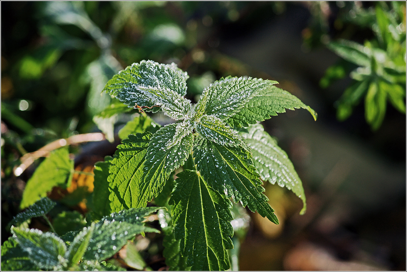 Изображение особи Urtica dioica.