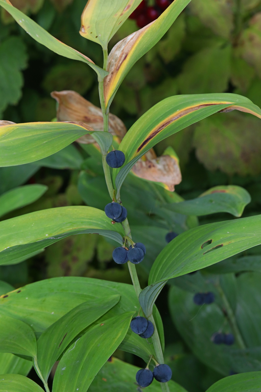 Изображение особи Polygonatum odoratum.
