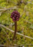 unknown species. Cоцветие с бутонами. Тверская обл., Вышневолоцкий р-н, верховое болото севернее оз. Чёрное, переходный участок. 10.05.2026.