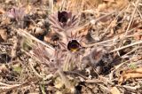 Pulsatilla × kissii. Цветки и листья. Приморский край, Уссурийский гор. округ, окр. с. Монакино, обочина грунтовой дороги в широколиственном лесу. 18.04.2026.