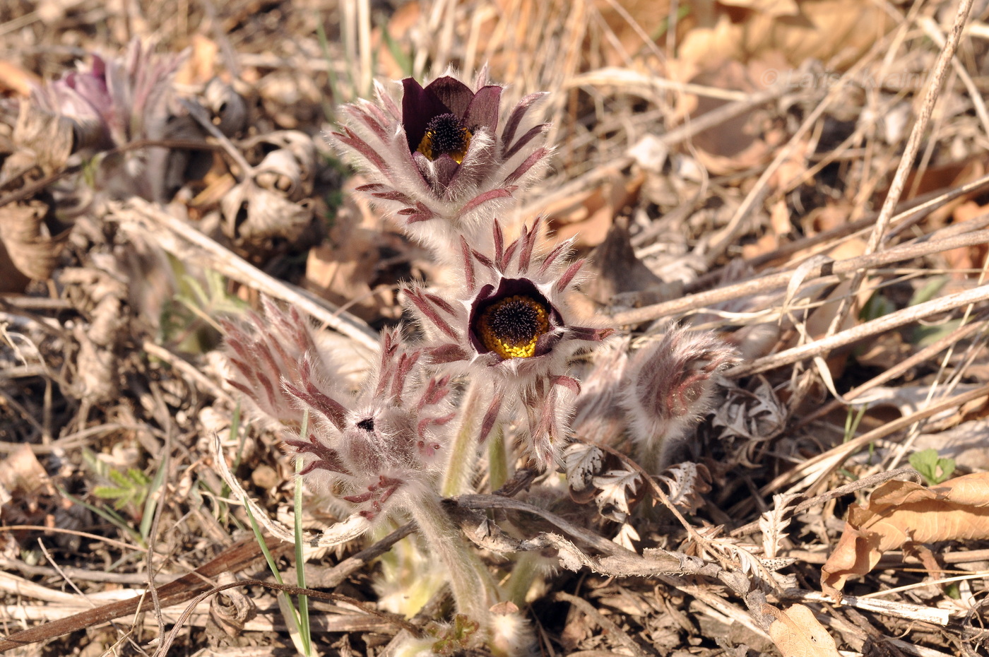 Image of Pulsatilla × kissii specimen.