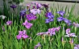 род Iris