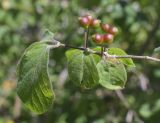 Lonicera xylosteum. Верхушка веточки с незрелыми соплодиями. Испания, Каталония, пров. Барселона, комарка Осона, муниципалитет Виланова-де-Сау, водохранилище Сау, залесённый склон сев. экспозиции, обочина дороги. 31.05.2026.