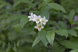 Weigela middendorffiana