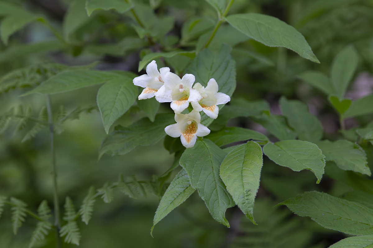 Изображение особи Weigela middendorffiana.