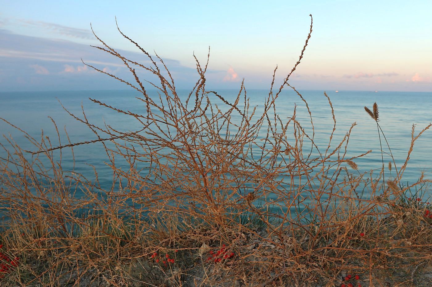 Image of Rapistrum rugosum specimen.