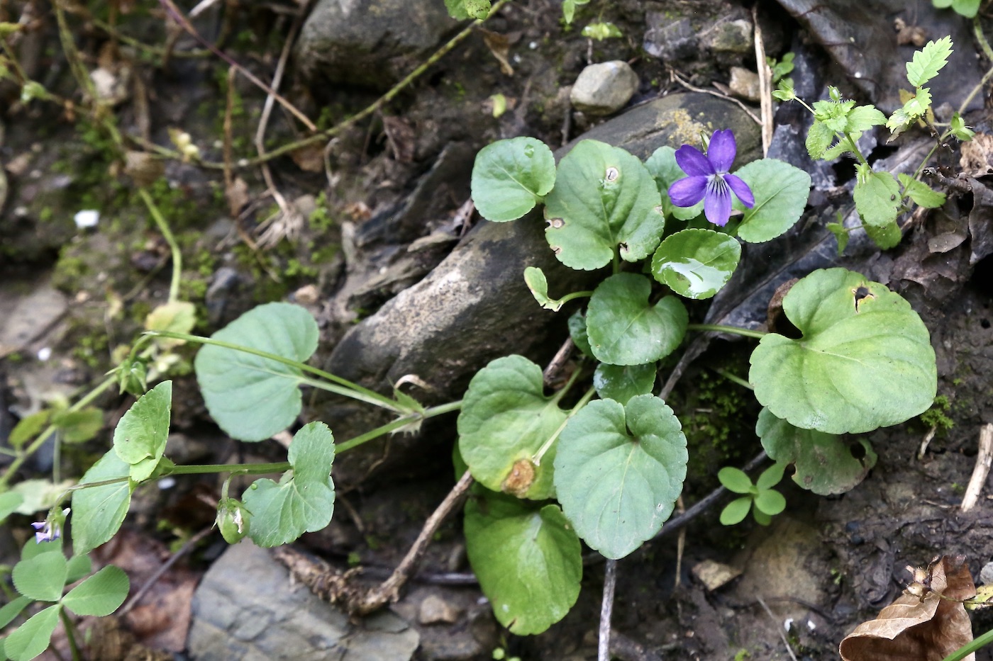 Изображение особи Viola isopetala.