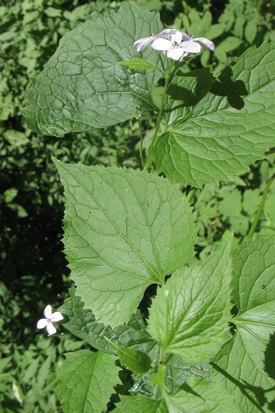 Изображение особи Lunaria rediviva.