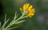 Inula ensifolia. Верхушка побега с соцветием (вид стороны обёртки). Карачаево-Черкесская Республика, Урупский р-н, ок. 4 км к востоку от станицы Андрюки, луговой склон. 26.07.2026.