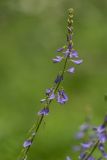Image of taxon representative. Author is Илья Михеев
