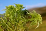 Sphagnum squarrosum. Верхушки побегов, вынутых из напочвенного покрова. Полярный Урал, верховья р. Кемьрезьрузь, пойменное болотце. 11.08.2026.