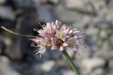 Allium psebaicum. Соцветие. Краснодарский край, м/о г. Новороссийск, Маркотхский хр., Андреевский пер., петрофитная степь. 8 августа 2026 г.