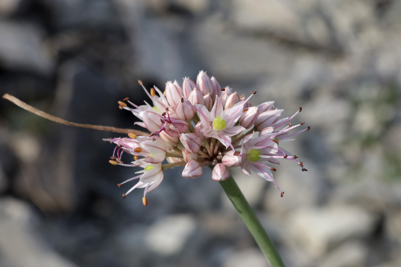 Image of Allium psebaicum specimen.