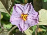 Solanum melongena. Цветок. Узбекистан, Ташкентская обл., зап. отр. Чаткальского хр., окр. кишлака Учтерак, зона отдыха «Дустлик», в культуре. 26.09.2026.