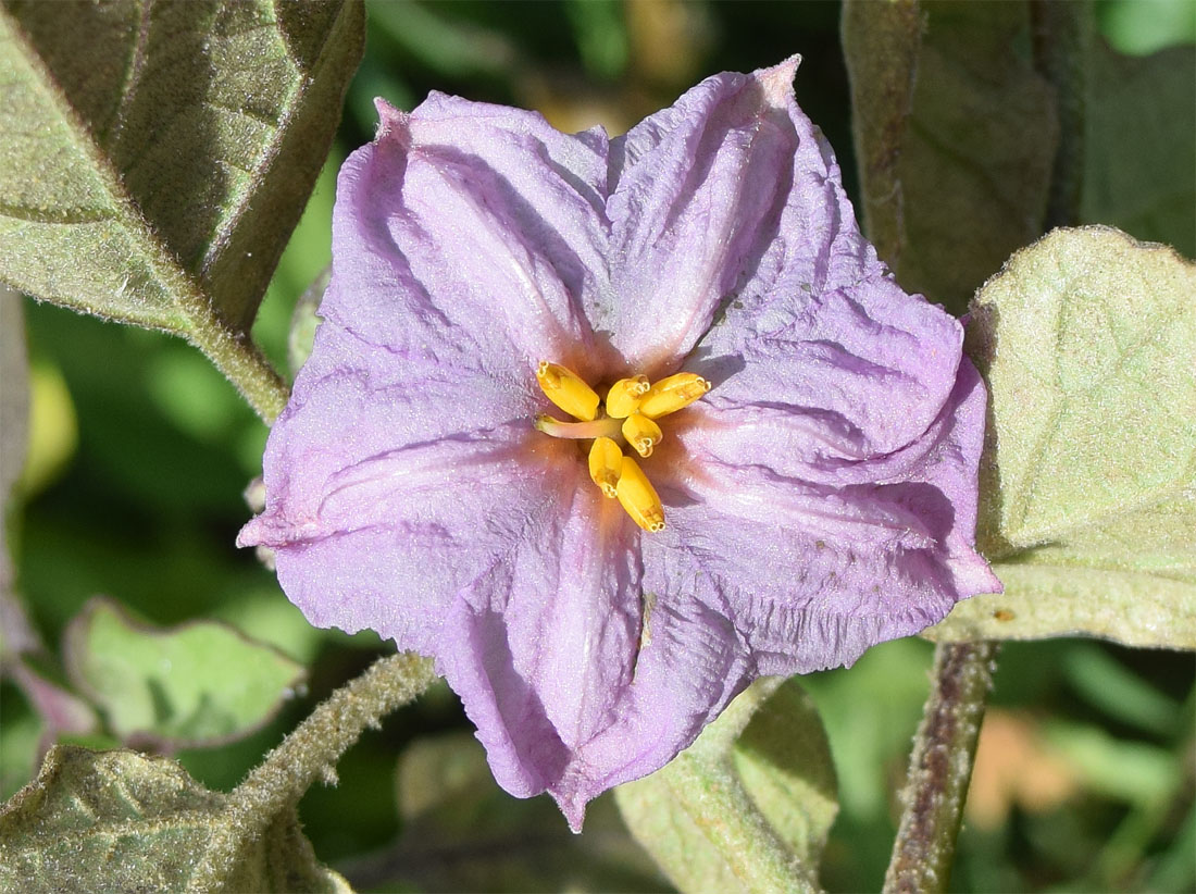 Image of Solanum melongena specimen.