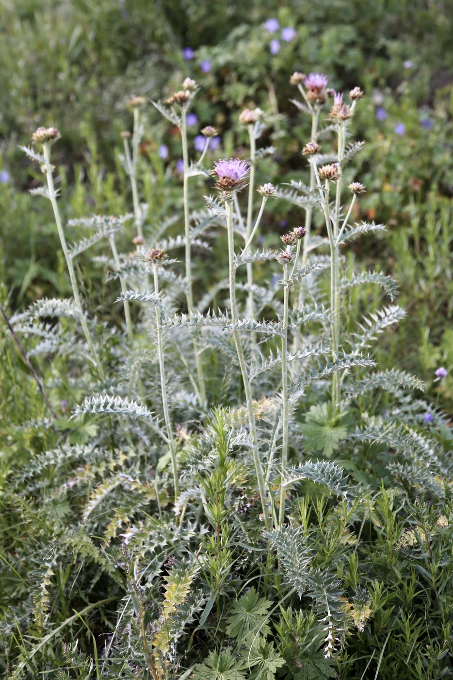 Image of genus Cousinia specimen.