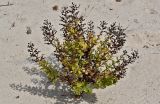 Scrophularia frutescens