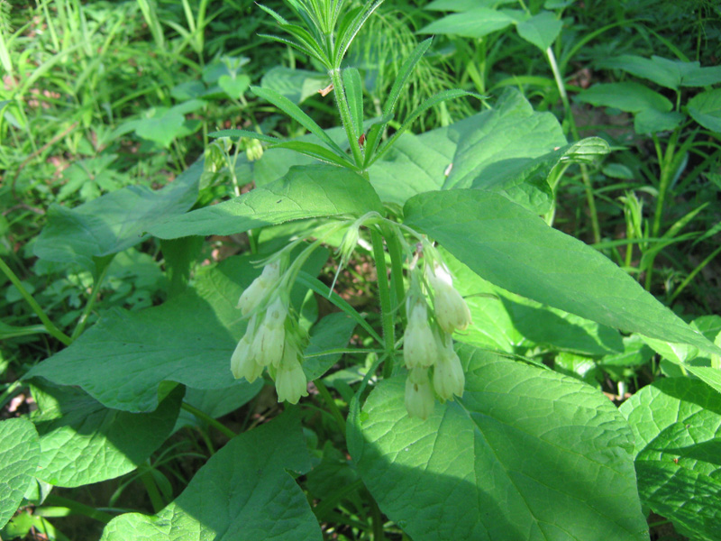 Изображение особи Symphytum cordatum.