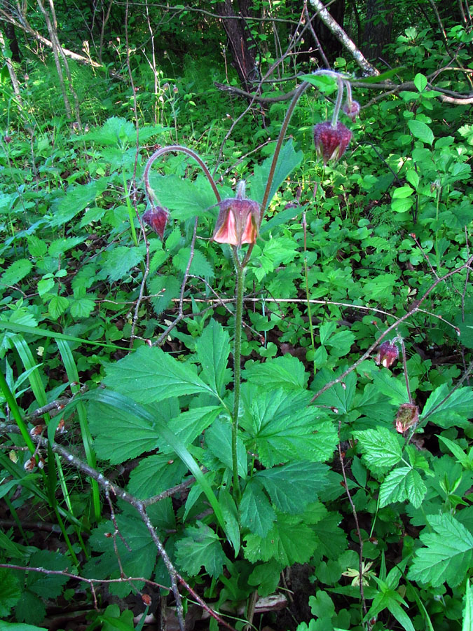 Image of Geum rivale specimen.