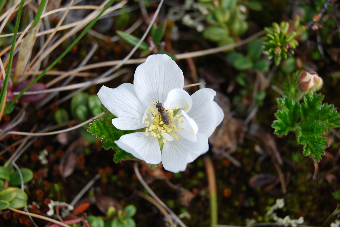 Изображение особи Rubus chamaemorus.