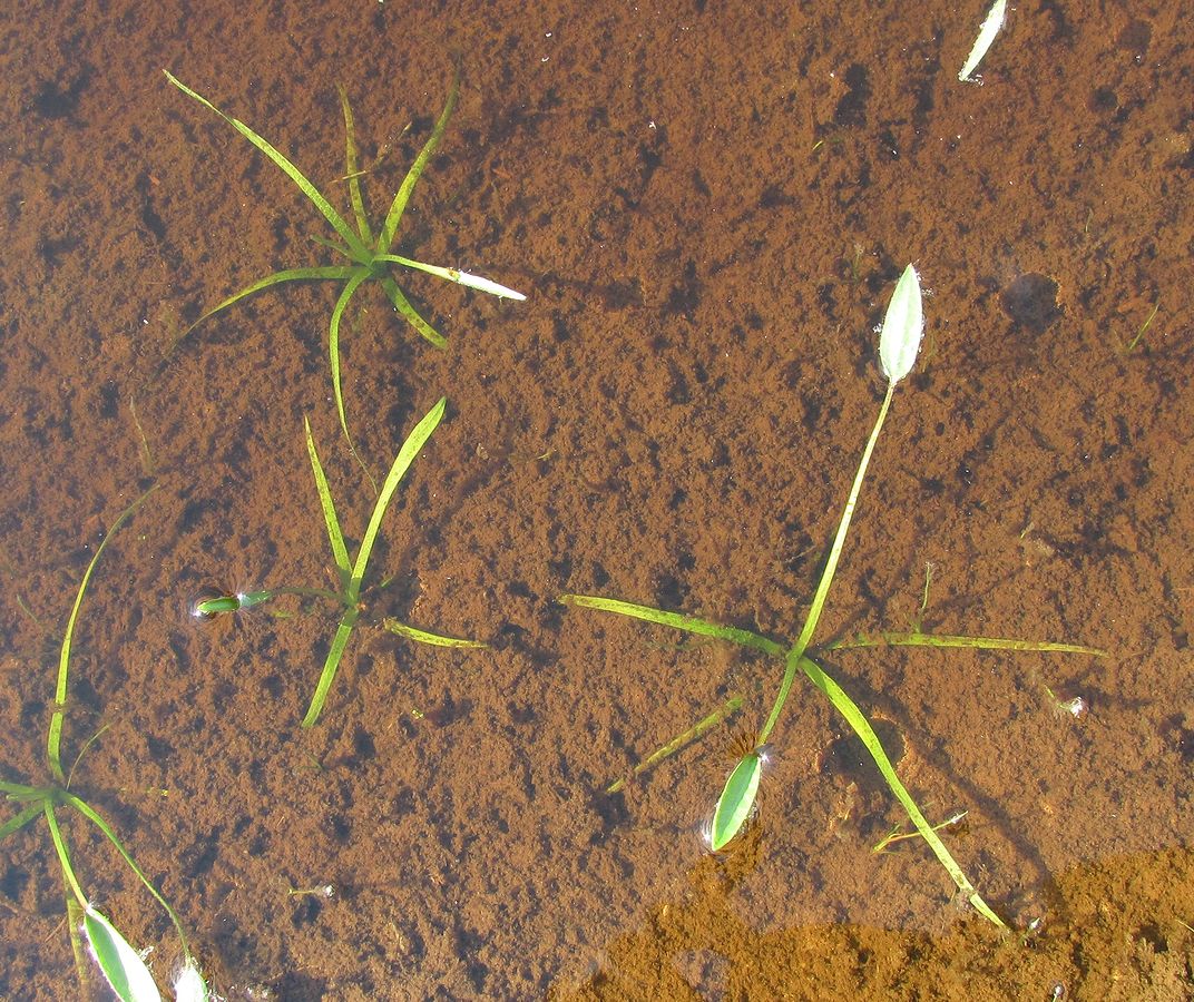 Изображение особи Alisma plantago-aquatica.