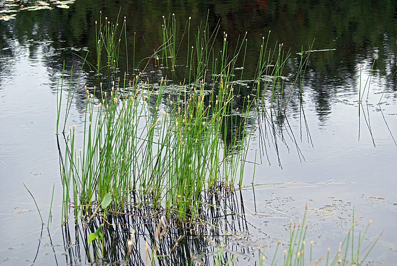 Image of Eleocharis palustris specimen.