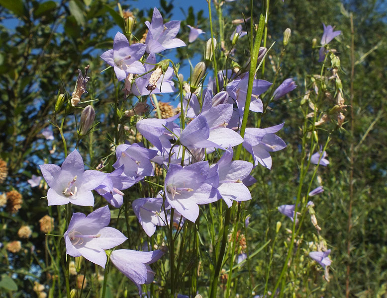 Изображение особи Campanula rotundifolia.