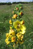 Verbascum spectabile. Верхушка соцветия. Горный Крым, яйла Тырке. 17 июля 2011 г.