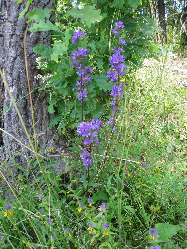 Image of Campanula glomerata specimen.