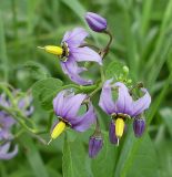 Solanum kitagawae