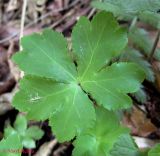 Sanicula europaea. Лист. Украина, Ивано-Франковская обл., Надворнянский р-н, природный заповедник \"Горганы\", Горганское отделение, лес. 16 июня 2011 г.