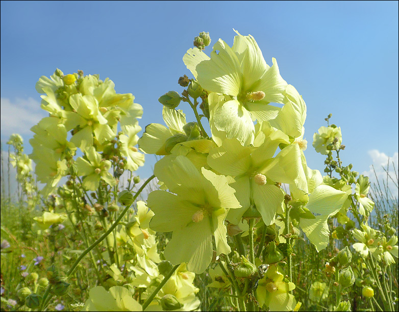 Изображение особи Alcea rugosa.