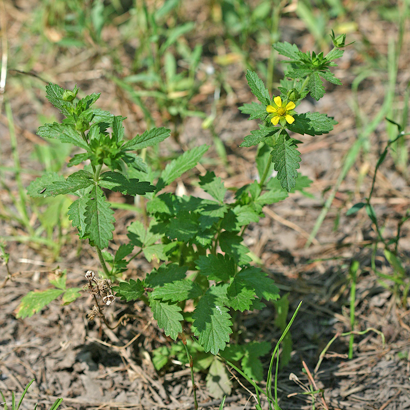 Image of Potentilla norvegica specimen.