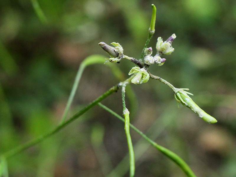 Image of Arabis pendula specimen.